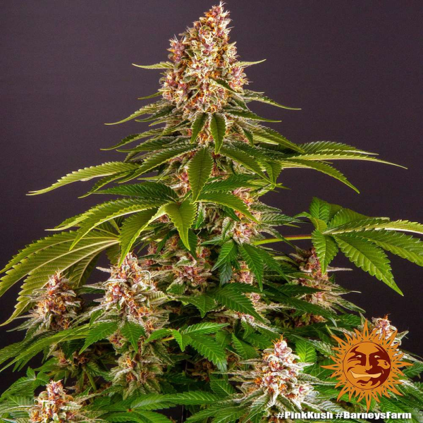Pink Kush - BARNEY'S FARM | TanieSianie.pl