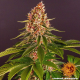 Pink Kush - BARNEY'S FARM | TanieSianie.pl