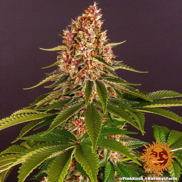 Pink Kush - BARNEY'S FARM | TanieSianie.pl
