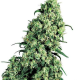 Skunk #1 - WHITE LABEL | TanieSianie.pl