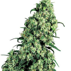 Skunk #1 - WHITE LABEL | TanieSianie.pl