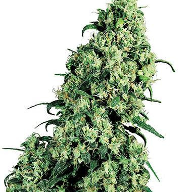 Skunk #1 - WHITE LABEL | TanieSianie.pl