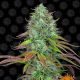LSD Auto - BARNEY'S FARM | TanieSianie.pl