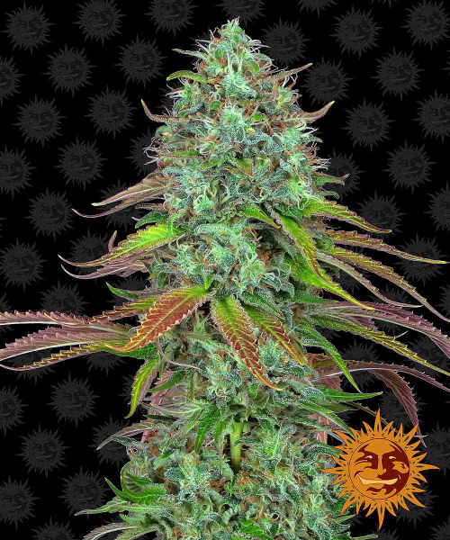LSD Auto - BARNEY'S FARM | TanieSianie.pl