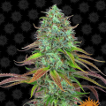 LSD Auto - BARNEY'S FARM