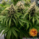 LSD Auto - BARNEY'S FARM | TanieSianie.pl