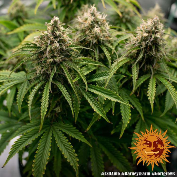 LSD Auto - BARNEY'S FARM | TanieSianie.pl