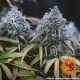 LSD Auto - BARNEY'S FARM | TanieSianie.pl