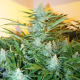 White Widow XXL Auto | TanieSianie.pl