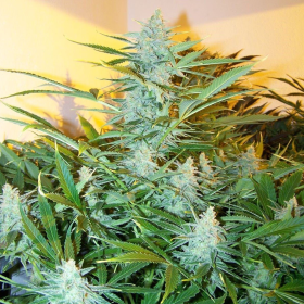 White Widow XXL Auto | TanieSianie.pl