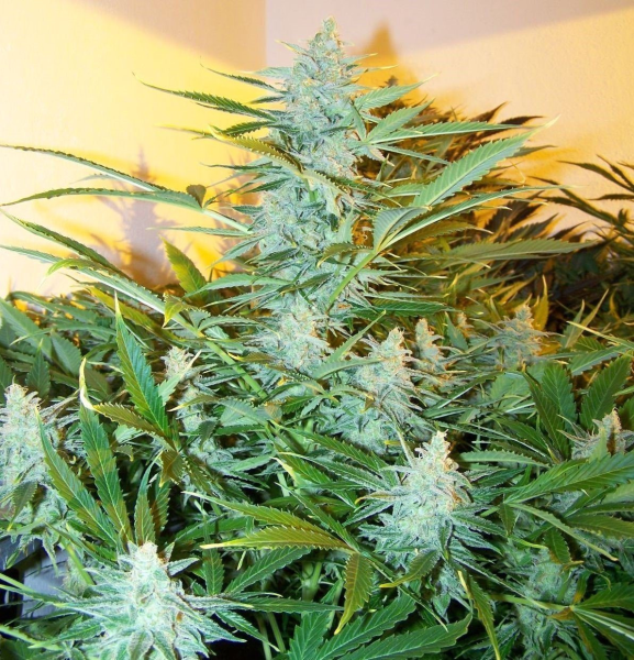 White Widow XXL Auto | TanieSianie.pl