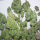 White Widow XXL Auto | TanieSianie.pl