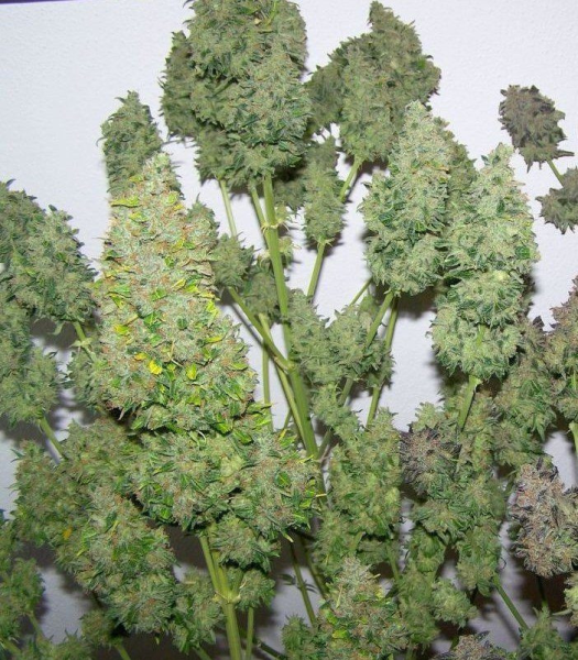White Widow XXL Auto | TanieSianie.pl