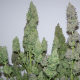 White Widow XXL Auto | TanieSianie.pl