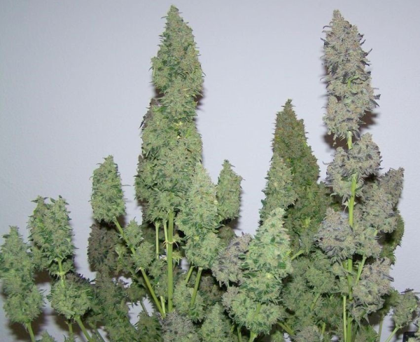White Widow XXL Auto | TanieSianie.pl