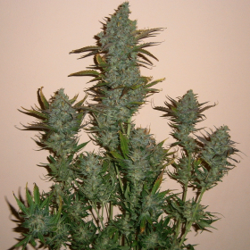 Moby Dick XXL Auto | TanieSianie.pl