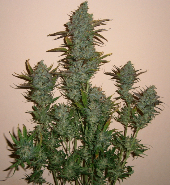 Moby Dick XXL Auto | TanieSianie.pl