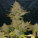 Moby Dick XXL Auto | TanieSianie.pl