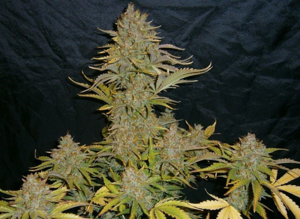 Moby Dick XXL Auto | TanieSianie.pl