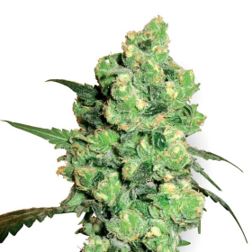 Super Skunk  - WHITE LABEL | TanieSianie.pl