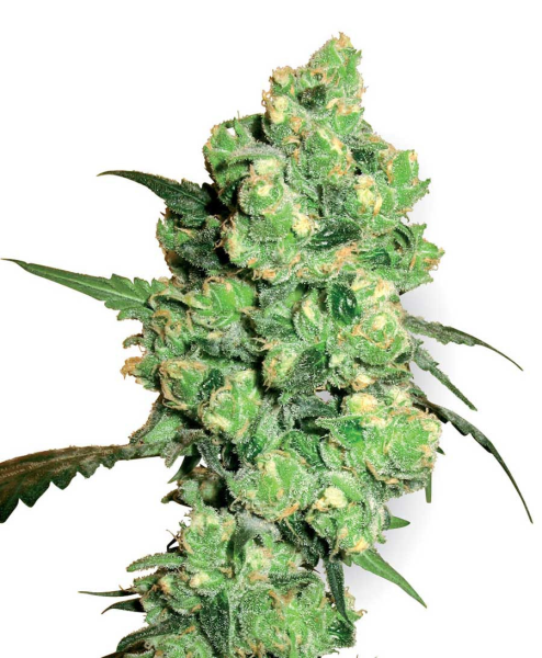Super Skunk  - WHITE LABEL | TanieSianie.pl