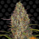 Glue Gelato Auto - BARNEY'S FARM | TanieSianie.pl