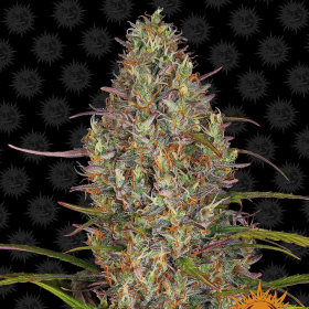 Glue Gelato Auto - BARNEY'S FARM | TanieSianie.pl