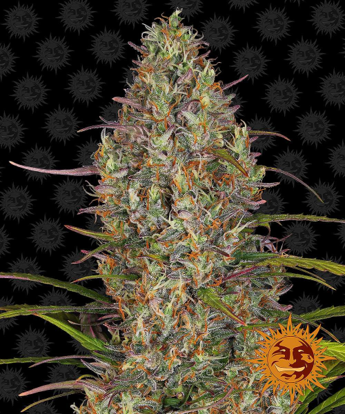 Glue Gelato Auto - BARNEY'S FARM | TanieSianie.pl