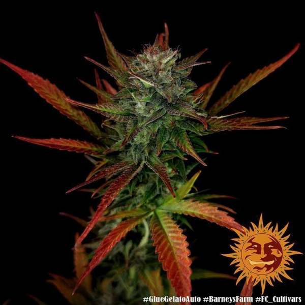 Glue Gelato Auto - BARNEY'S FARM | TanieSianie.pl