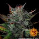 Glue Gelato Auto - BARNEY'S FARM | TanieSianie.pl