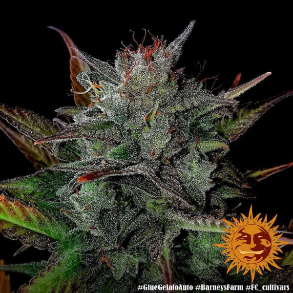Glue Gelato Auto - BARNEY'S FARM | TanieSianie.pl
