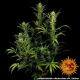 Glue Gelato Auto - BARNEY'S FARM | TanieSianie.pl