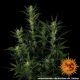 Glue Gelato Auto - BARNEY'S FARM | TanieSianie.pl
