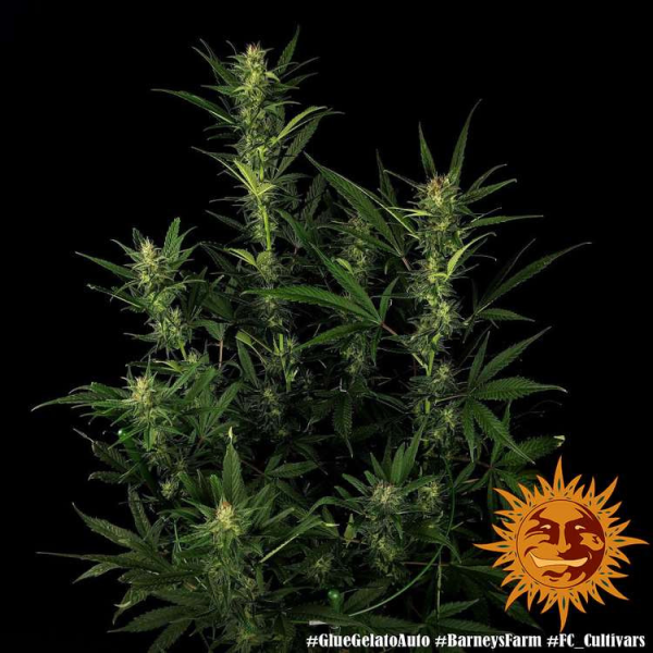 Glue Gelato Auto - BARNEY'S FARM | TanieSianie.pl