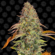 Zkittlez OG Auto - BARNEY'S FARM | TanieSianie.pl