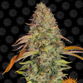 Zkittlez OG Auto - BARNEY'S FARM