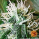 Zkittlez OG Auto - BARNEY'S FARM | TanieSianie.pl