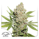 Auto Lemon Kix - DUTCH PASSION | TanieSianie.pl