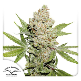 Auto Lemon Kix - DUTCH PASSION | TanieSianie.pl
