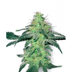 White Skunk - WHITE LABEL | TanieSianie.pl