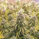 Auto Lemon Kix - DUTCH PASSION | TanieSianie.pl