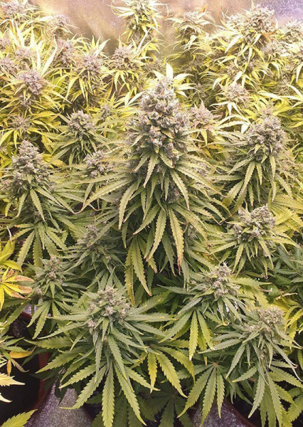 Auto Lemon Kix - DUTCH PASSION | TanieSianie.pl