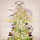 Auto Lemon Kix - DUTCH PASSION | TanieSianie.pl