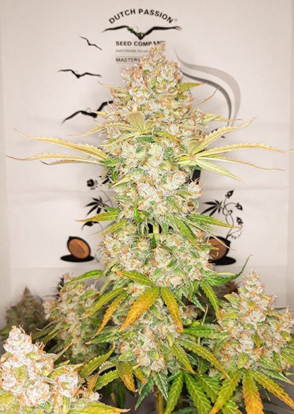 Auto Lemon Kix - DUTCH PASSION | TanieSianie.pl