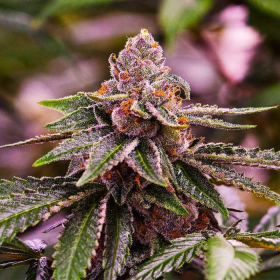 Girl Scout Cookies | TanieSianie.pl