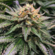 Amnesia Lemon | TanieSianie.pl
