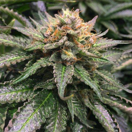 Amnesia Lemon | TanieSianie.pl
