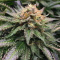 Amnesia Lemon