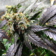 Amnesia Lemon | TanieSianie.pl