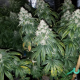 Amnesia Lemon | TanieSianie.pl